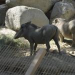 FITS_150 (May 04, 2019)